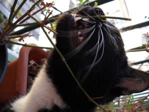 Il gatto si pulisce i denti con steli di pianta.