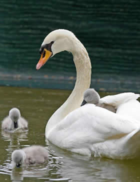 Cigno con piccoli