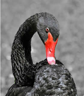 Cigno nero australiano