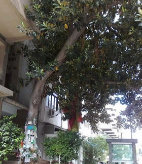 L'albero Falcone a Palermo