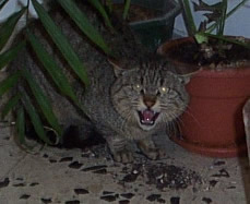 Gatto minacciato che minaccia, prima di prendere la via di fuga.