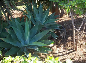 Gatto di Villa Turrisi a Palermo.