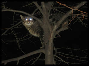 Gatto su un albero di notte