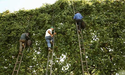 Campania, vigneto piantato su alberi