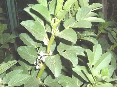 Fava novembrina fiorita a febbraio, al tempo del Carnevale