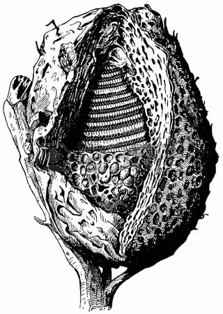 Alveare di ape melipona